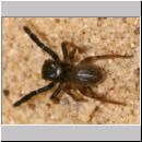 Euophrys frontalis - Springspinne 02 4mm.jpg